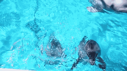 ¡Simpáticos y divertidos, los delfines te sorprenderán!