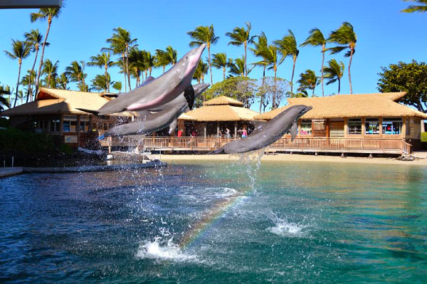 mejores lugares del mundo para nadar con delfines Dolphinaris