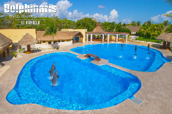 mejores lugares del mundo para nadar con delfines Dolphinaris