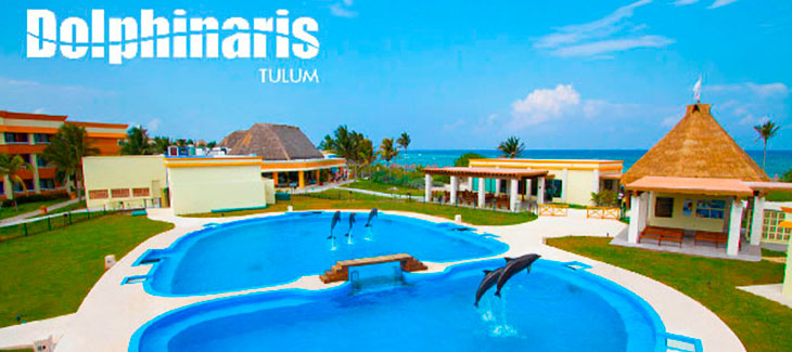 15 mejores lugares para nadar con delfines en el mundo