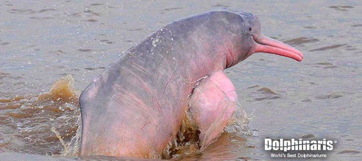 5 Datos interesantes sobre los delfines nariz de botella