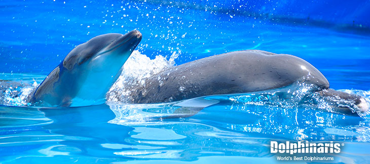 5 Interesting Facts About Bottlenose Dolphins