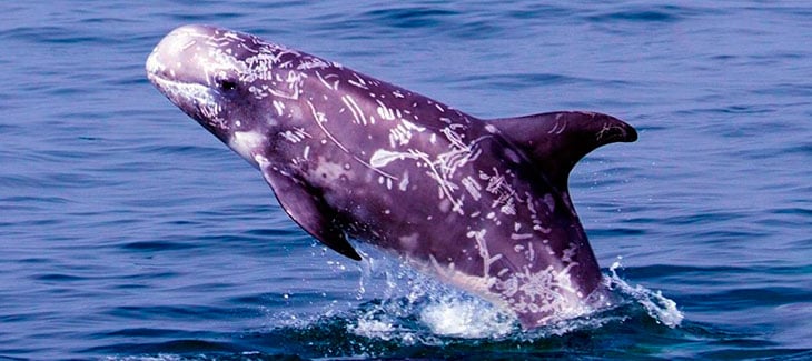 9 Incredible Types of dolphins in Mexico