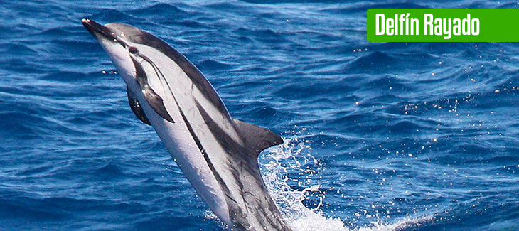 9 Tipos increíbles de delfines en México