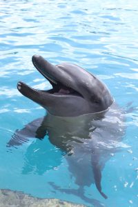 datos curiosos sobre los delfines