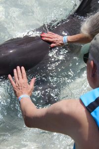 interacción con mamiferos marinos