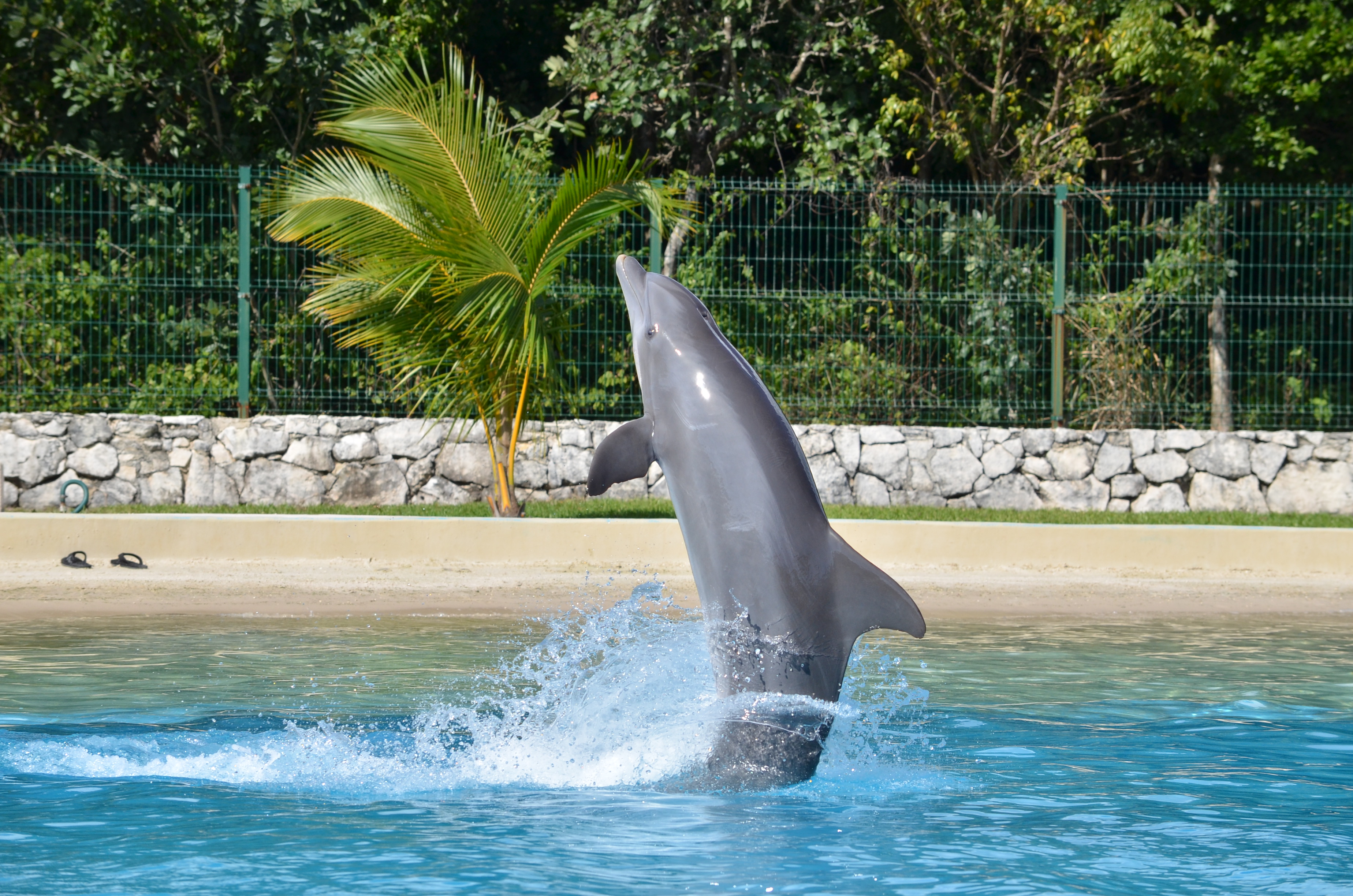 Dolphinaris donde se puede nadar y conocer el comportamiento de los delfines.