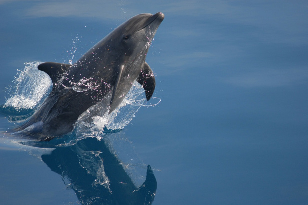 Surprising bottlenose dolphin facts