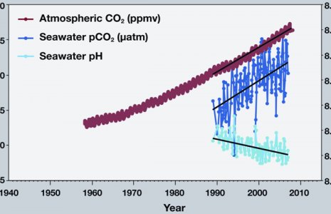 co2 and ph levels in ocean graph diagram-consecuencias sobre la acidificación del océano - Dolphinaris in Cancun