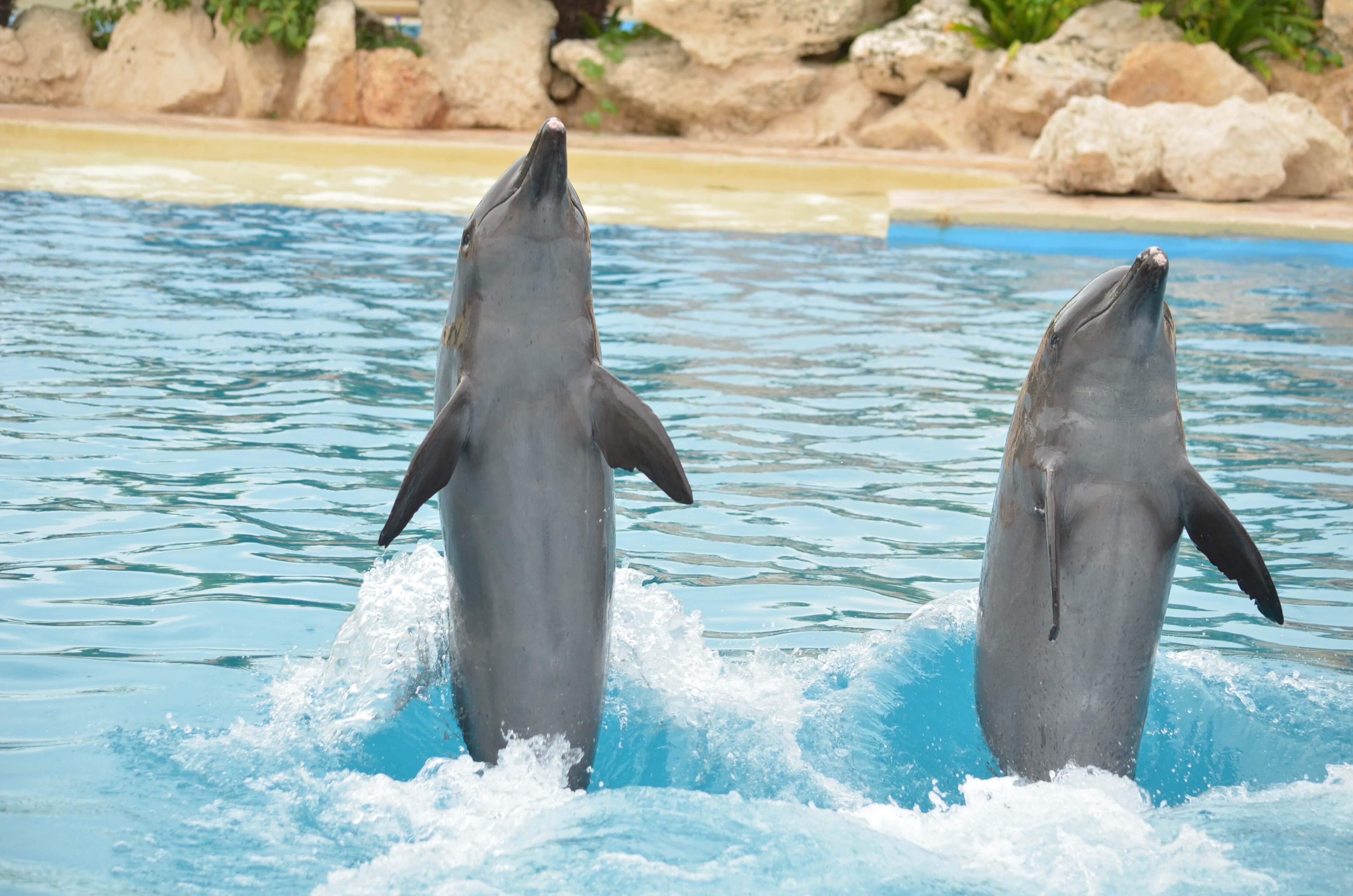 Disfruta del nado con delfines en Cancún en Dolphinaris.