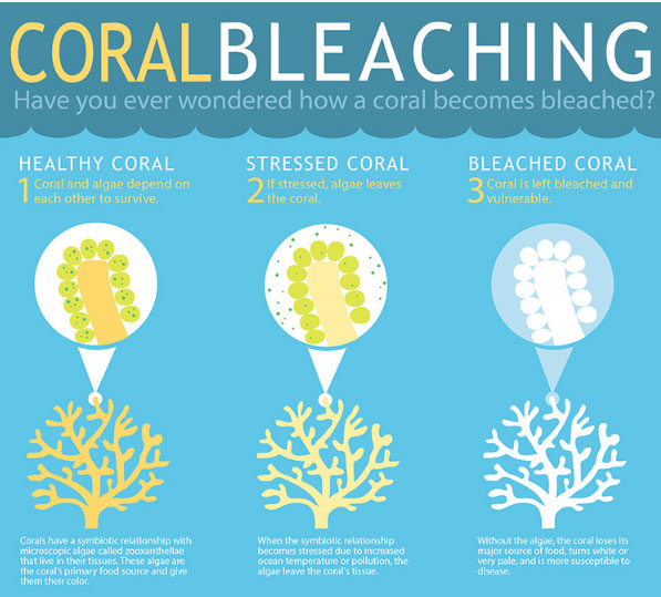 Coral Bleaching Infographic by NOAA - How Marine Pollution Affects Sea Life