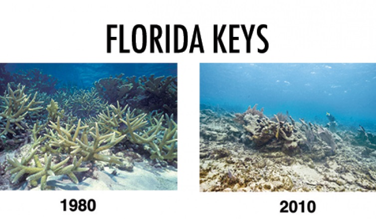 coral reefs in florida keys 1980-2010-Consequences to Ocean Acidification- Dolphinaris in Tulum