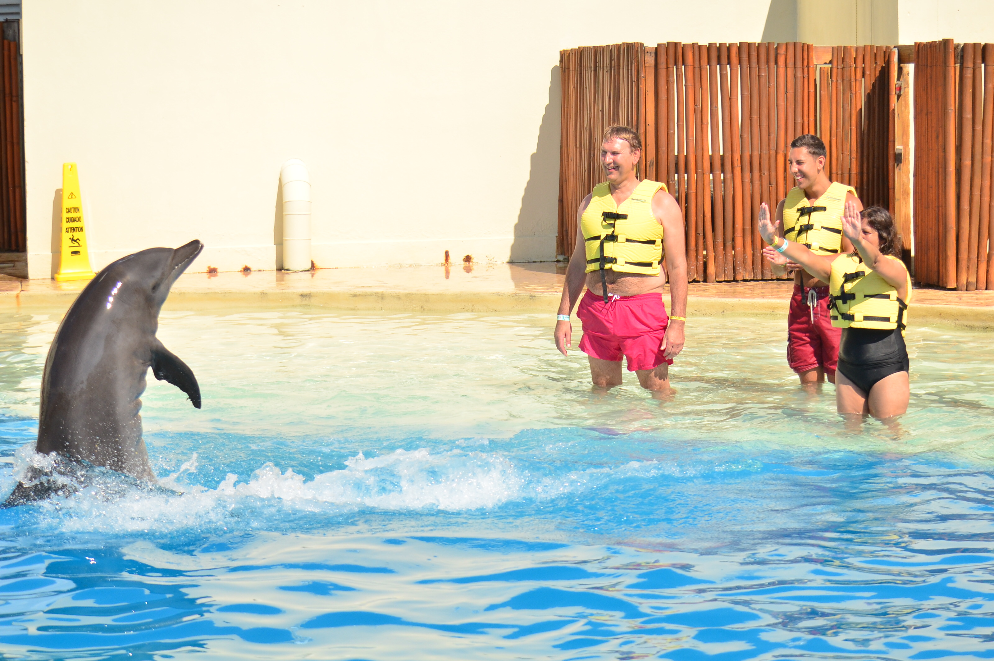 Two great swimming with dolphins programs to check out
