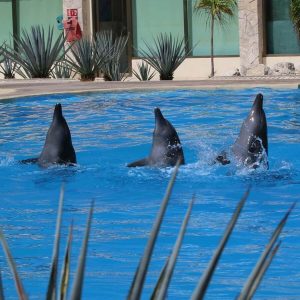 delfines en tulum