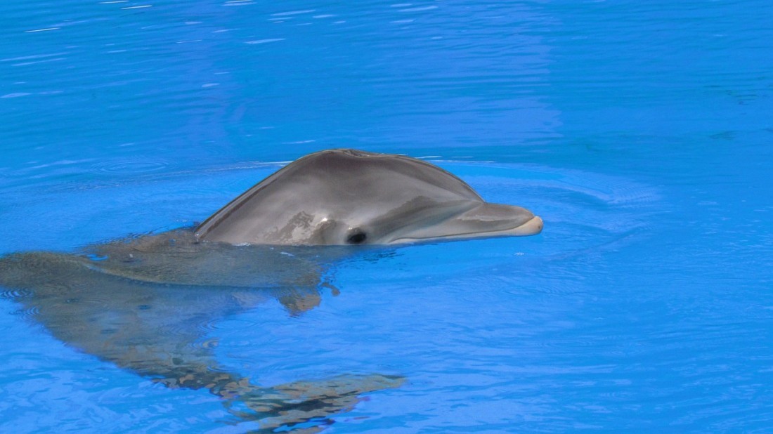 Dolphins love the weather of the Caribbean