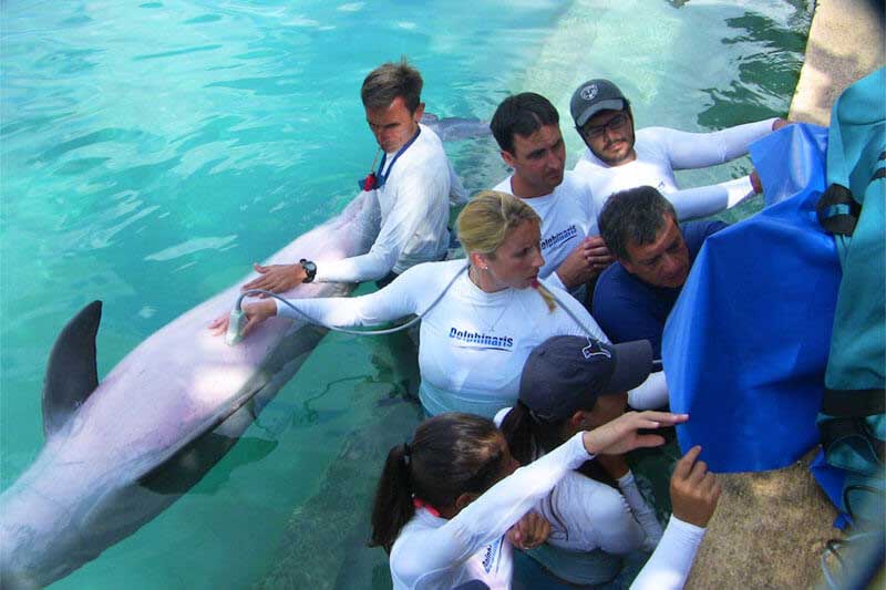 dolphinaris-aquavet-iii-ultrasonography