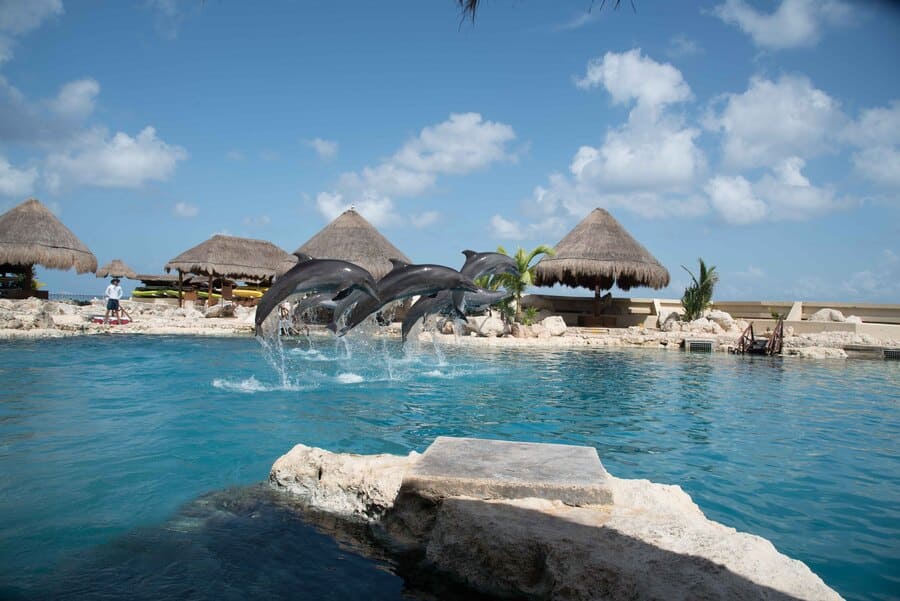 Dolphinaris Cancún Riviera Maya, Nadar con Delfines