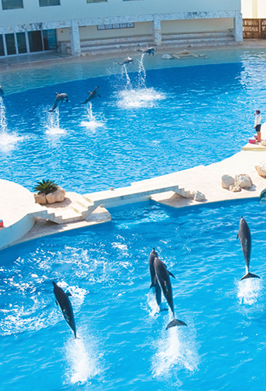 dolphinaris-cancun-movil Dolphinaris Cancun