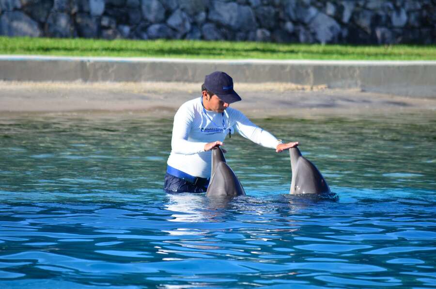 Nadar con delfines en Cancún y Riviera Maya México Dolphinaris