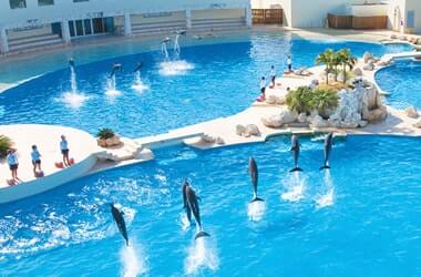 Nadar Con Delfines en la Zona Hotelera de Cancún en Dolphinaris
