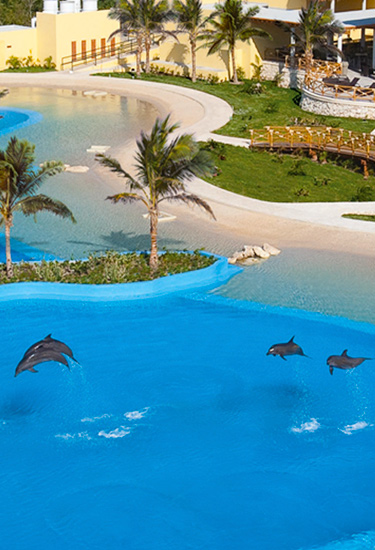 Swim WIth Dolphins In Cancun Plus Free Admission To Ventura Park Cancun with Unlimited Meals and Non Alcoholic Drinks Swim WIth Dolphins In Cancun Plus Free Admission To Ventura Park Cancun with Unlimited Meals and Non Alcoholic Drinks