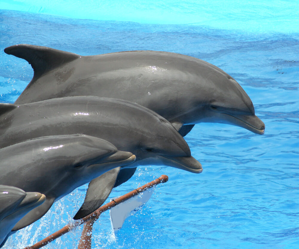 The Dolphin swim and other dolphin activities are great experiences.