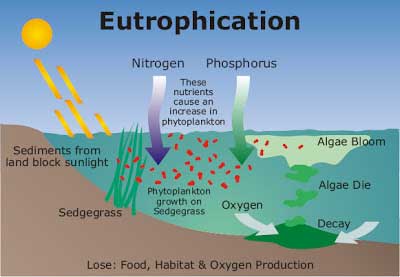 Eutrophication - How Marine Pollution Affects Sea Life