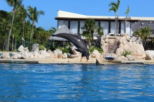 nadar con delfines en cancun