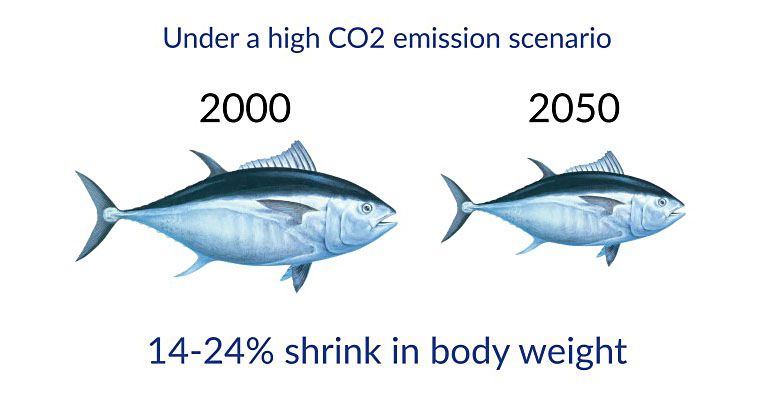 fish shrinking in size due to climate change-consequences to ocean acidification - Dolphinaris in Barcelo