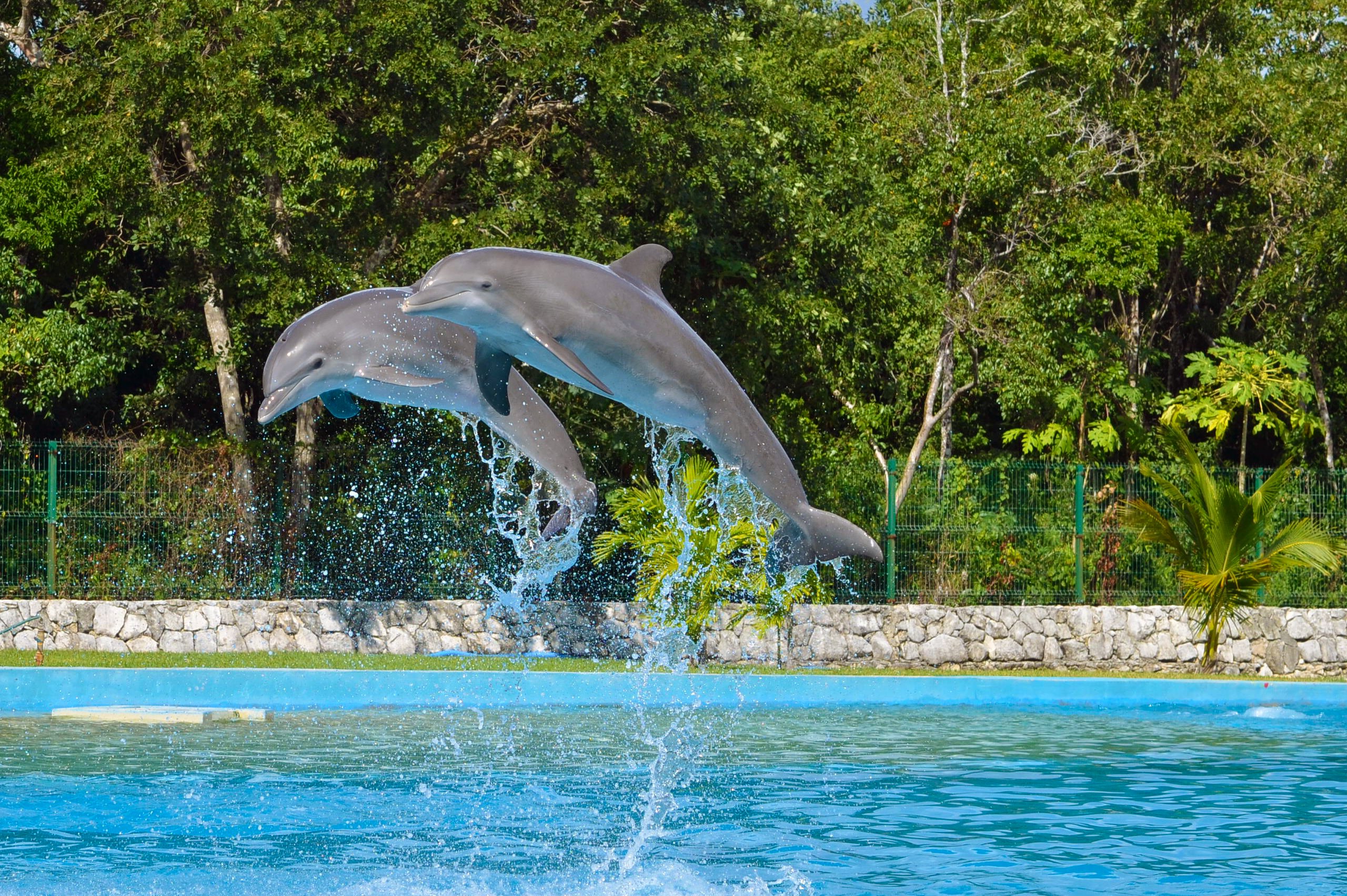 Friendly and fun, dolphins facts will amaze you