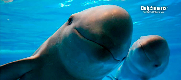 How Navy-Trained Bottlenose Dolphins May Save the Vaquita