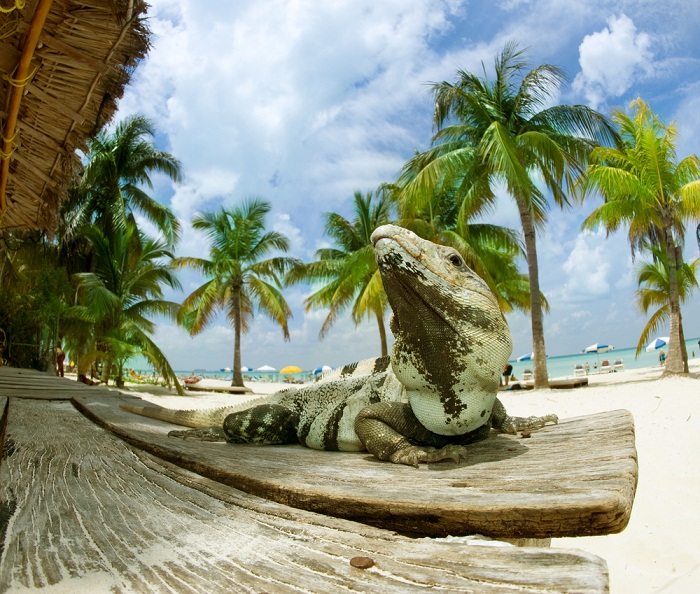 Iguana en Cancún
