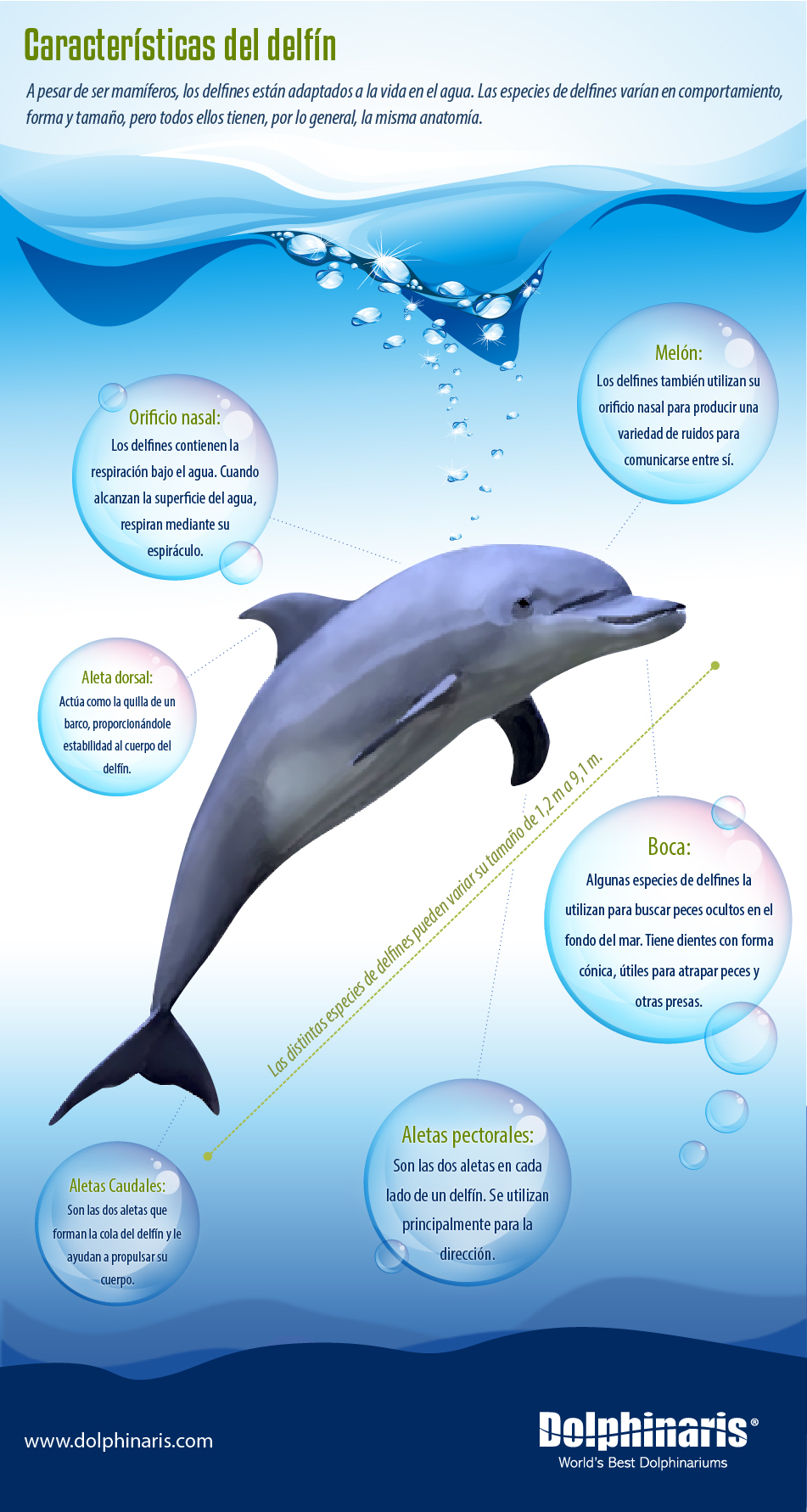 infografia_delfines