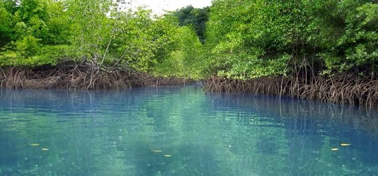 Jungle tour en Cancun