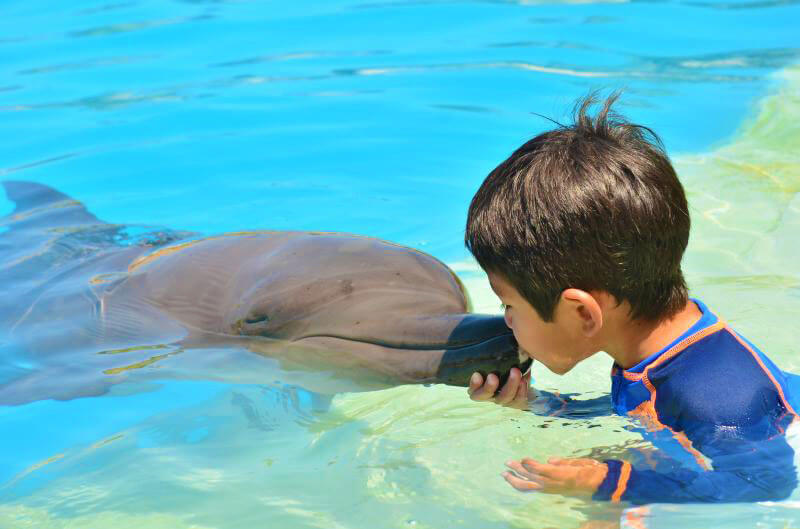 Swim with dolphins and live magic moments