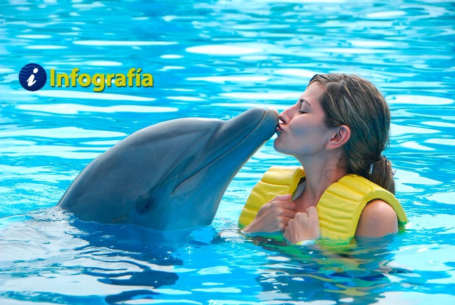 Haz realidad tu sueño de nadar con delfines