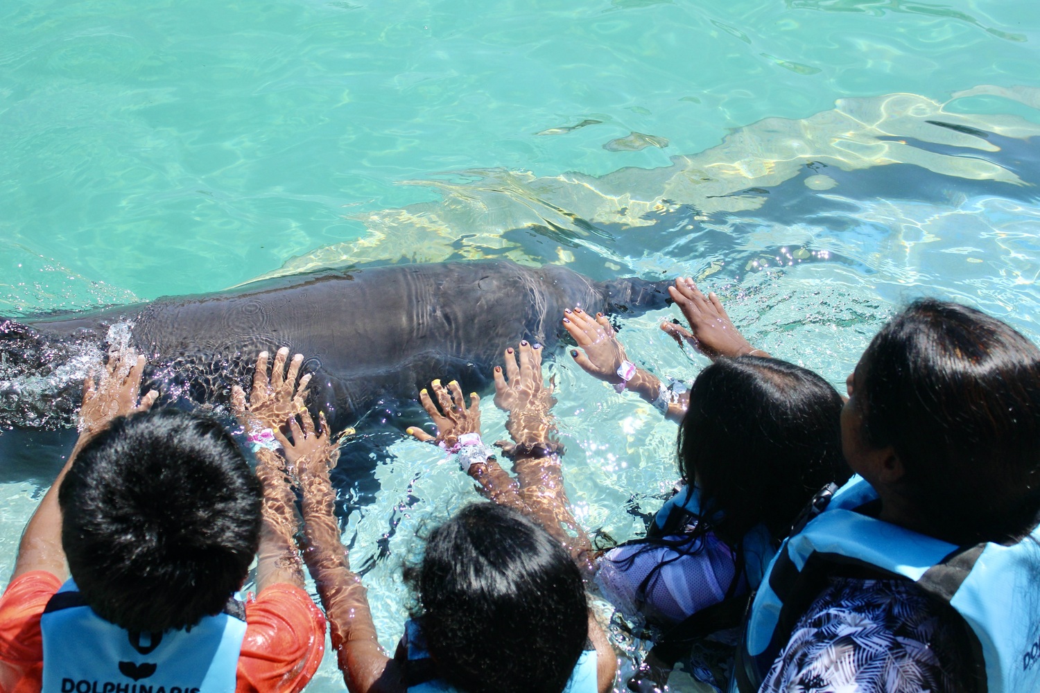 Recomendaciones para Nadar con Delfines en Riviera Maya