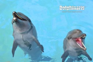 Nado con delfines en Dolphinaris Riviera Maya Park