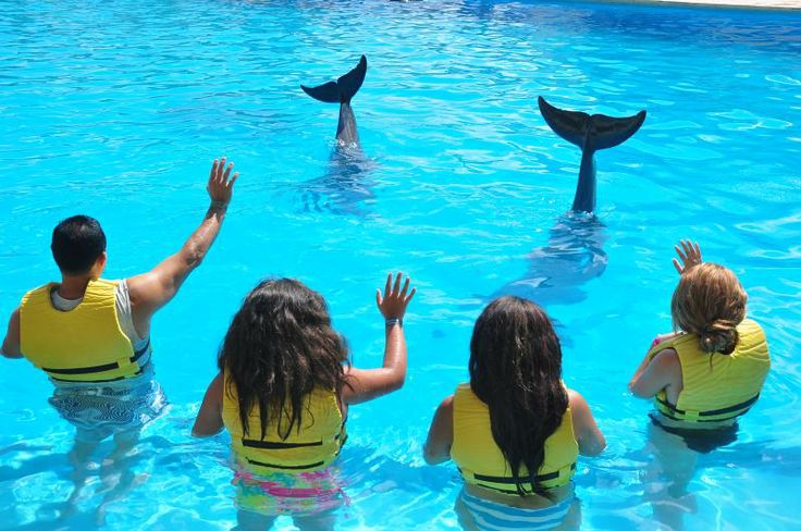 Dolphinaris and education: What does Dolphinaris have to offer?