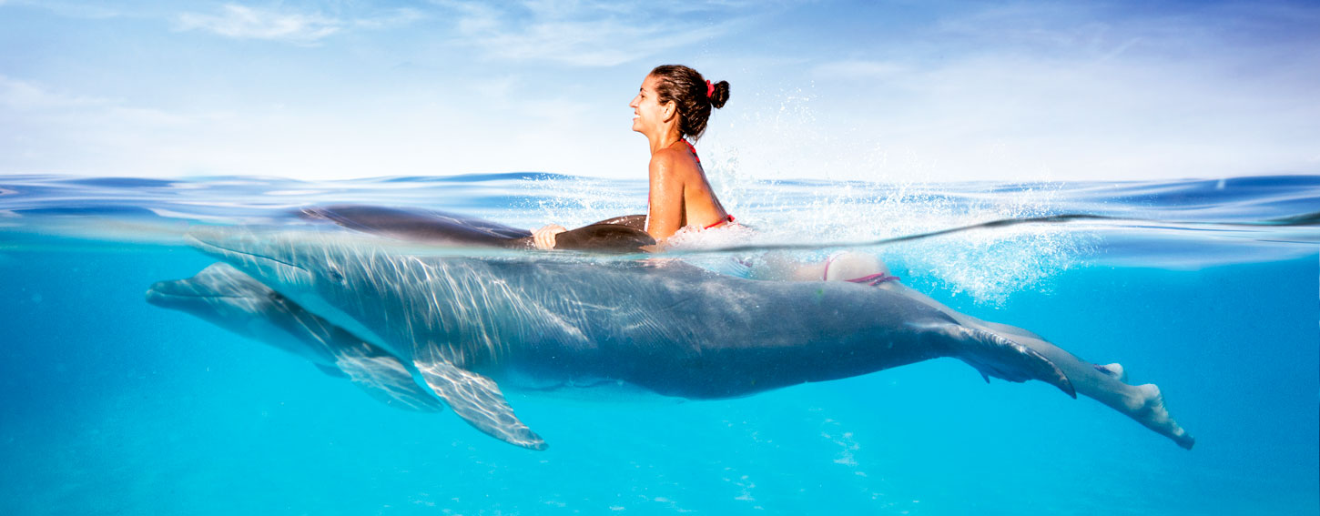 dolphinaris-foundation-conservation-health-assessment-project-on-free-ranging-dolphins