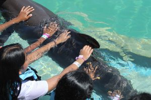 encuentro con delfines en dolphinaris