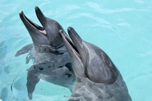 delfines en cancun