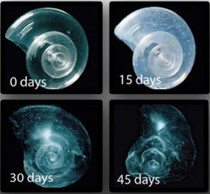 pteropods dissolving 45 days-Consequences to Ocean Acidification- Dolphinaris