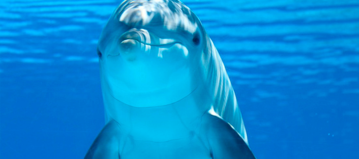 Delfines ¡Aprende más sobre estos mamíferos marinos!