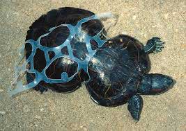 Sea Turtle Damaged by Plastic - How Marine Pollution Affects Sea Life
