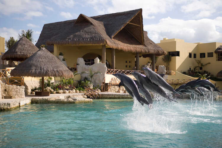 Where to swim with dolphins in Riviera Maya