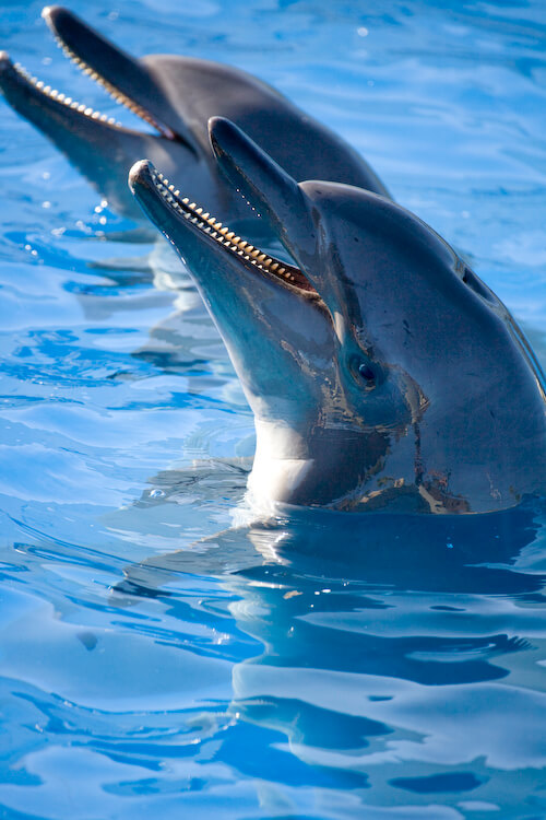Where go swimming with dolphins? Dolphinaris has six locations!