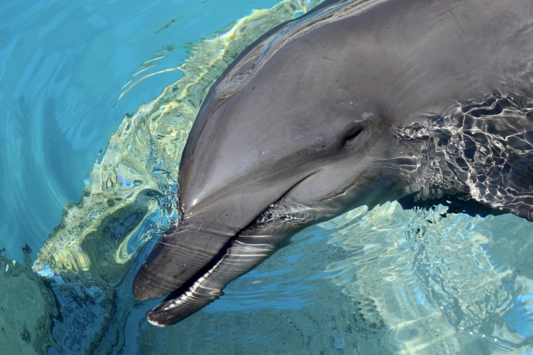 delfín en el hábitat de dolphinaris