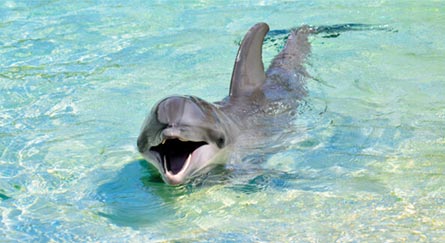 Types of dolphins and characteristics