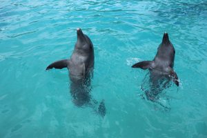 nadar con delfines en cancun